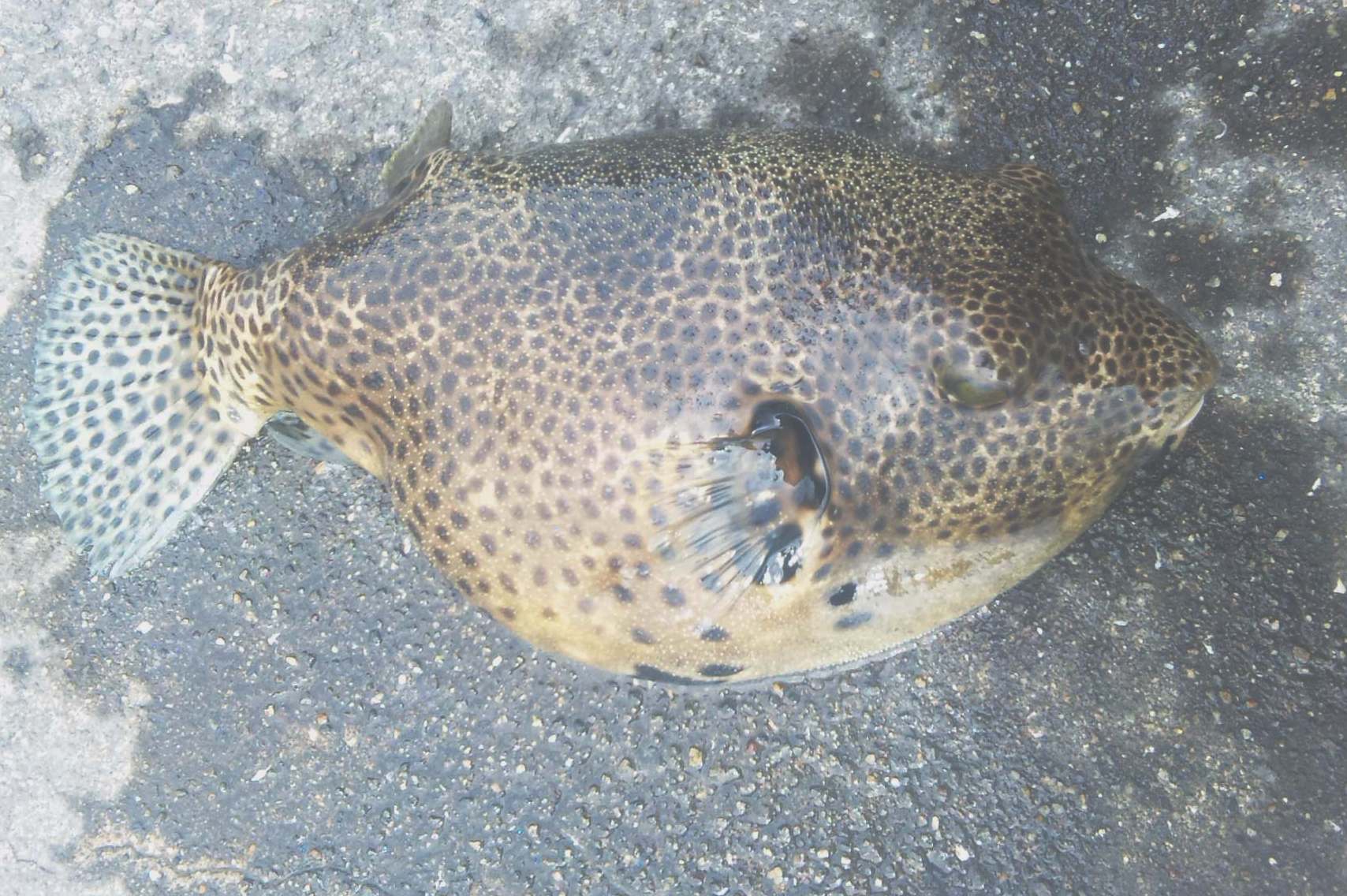 巨大なふぐ 巨大なふぐ