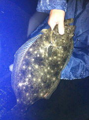 釣ったヒラメ 釣ったヒラメ